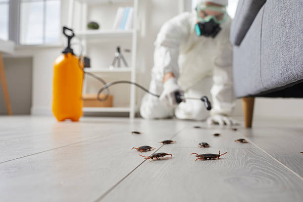 Affordable Cockroach Control solutions in East Hemet, CA